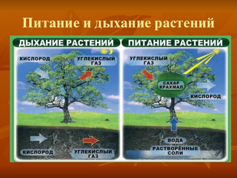 Дыхание растений 3 класс. Питание растений. Питание и дыхание растений. Схема питания и дыхания растений. Питание растений 3 класс.