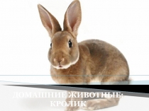 Презентация Кролик развитие речи