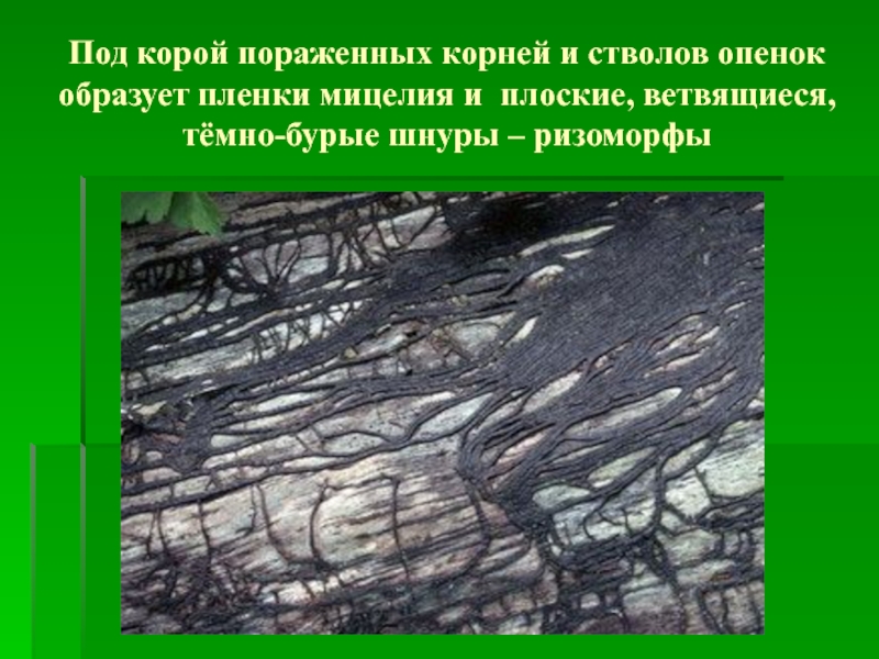 Образует пленку. Ризоморфы. Ризоморфы функция. Мицелий под корой. Ризоморфы опенка под корой дуба.