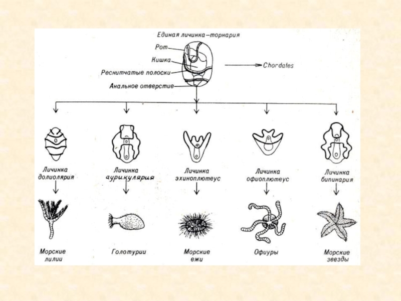 Морская звезда половое размножение. Цикл развития иглокожих. Типы личинок иглокожих. Жизненный цикл иглокожих. Размножение иглокожих схема.