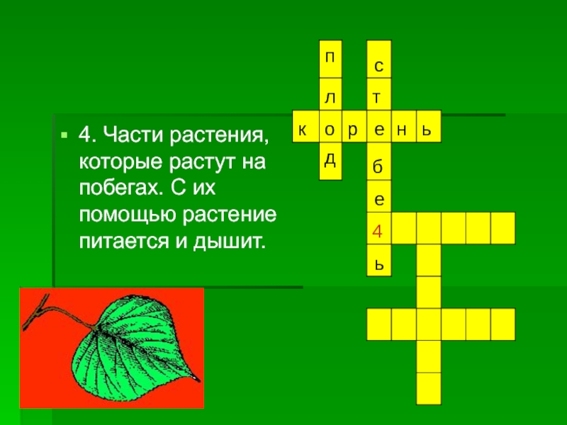 Растения помощью. Части растения которые растут на побегах. С их помощью растение питается и дышит. Части растения с помощью которых оно питается и дышит. С их помощью растение дышит.