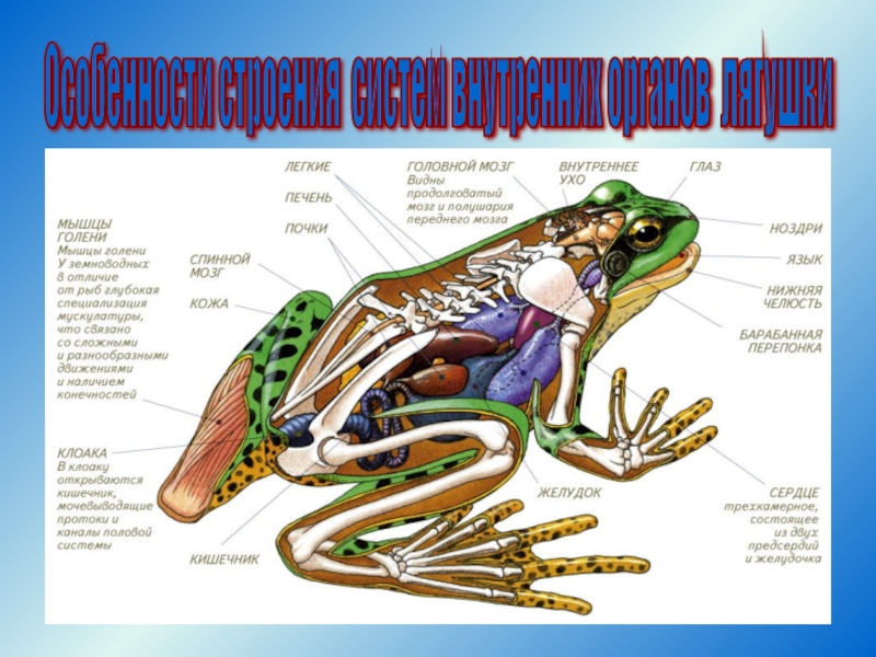 Рассмотрите рисунок напишите название внутренних органов лягушки