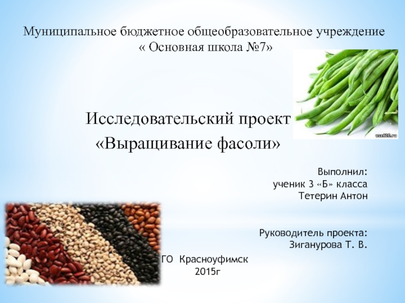 Фасоль рост. Фасоль проектная работа. Проект проращивание фасоли. Выращиваем фасоль исследовательский проект. Фасоль проект по окружающему миру.