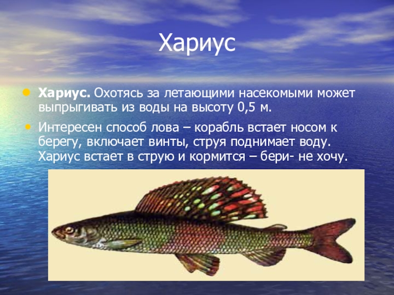 Рыбы презентация для детей. Хариус Байкальский эндемик. Хариус рыба. Хариус описание рыбы. Рыбы Байкала с описанием.