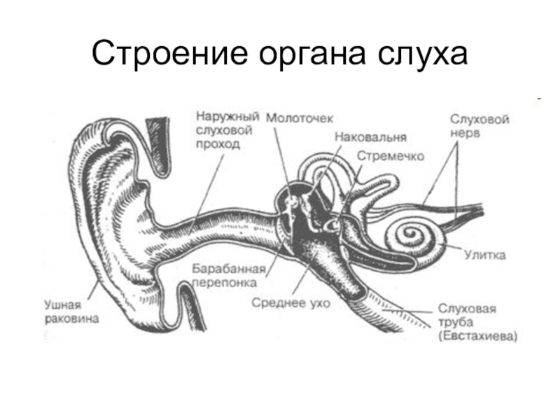 Слуховая сенсорная система схема