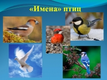 Презентация к исследовательской работе по теме Имена птиц