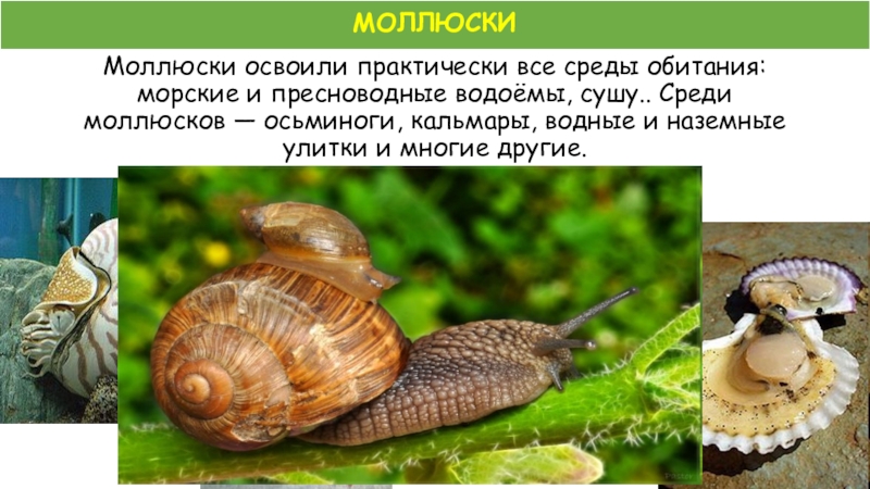 Среда обитания моллюсков