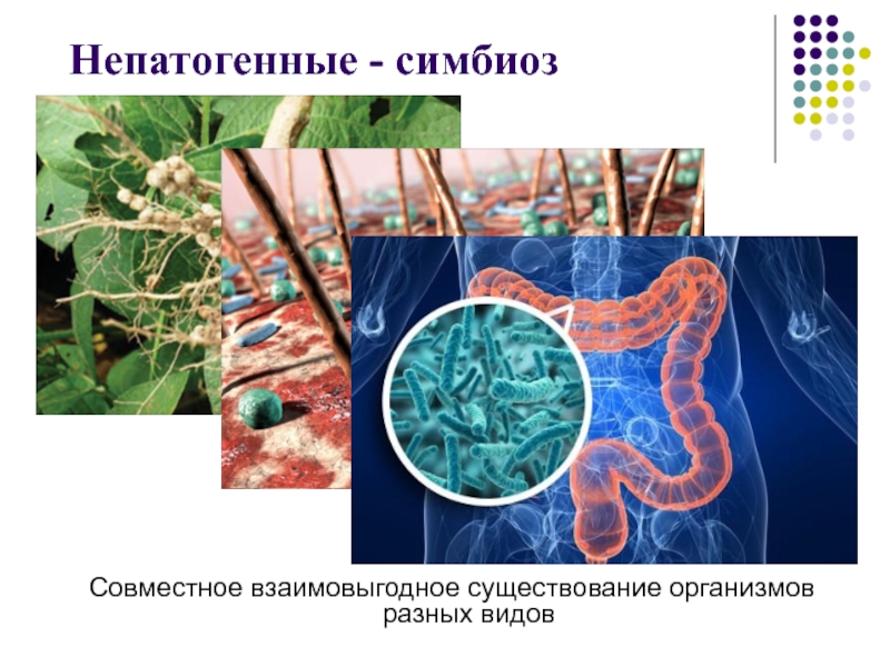 Значение биологии в жизни 5 класс. Взаимовыгодное существование организмов. Совместное взаимовыгодное существование организмов. Взаимовыгодное существование организмов разных видов. Непатогенные бактерии в воздухе.