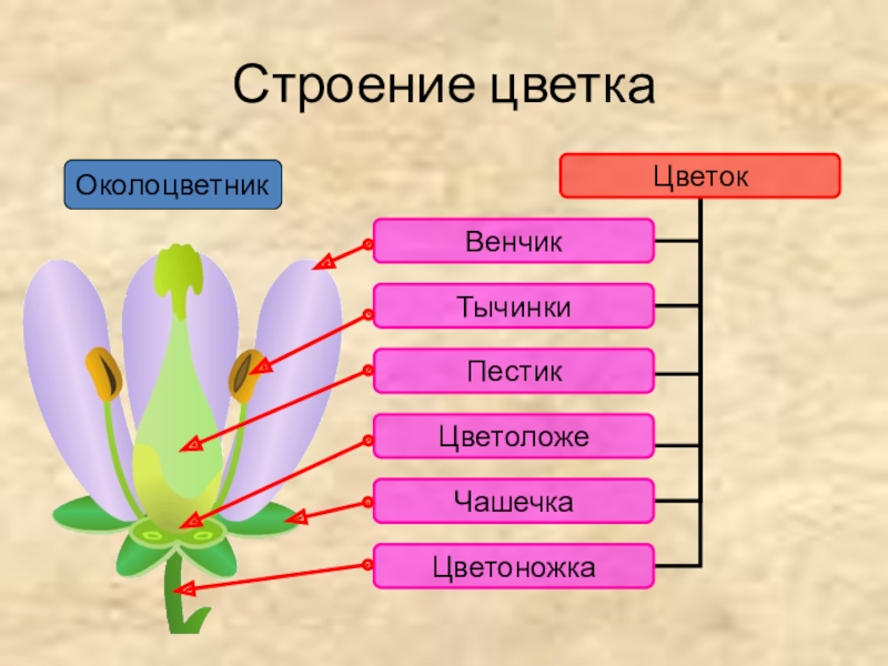 Строение 6 класс. Строение цветка. Строение цветка венчик. Строение цветка презентация. Строение цветка 6.