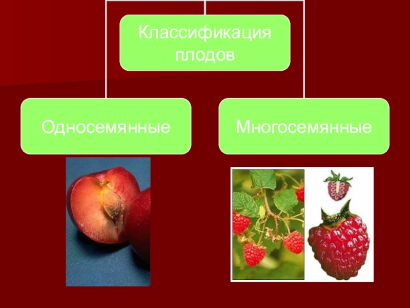 Классификация плодов презентация