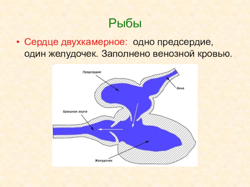 Схема строения сердца рыб