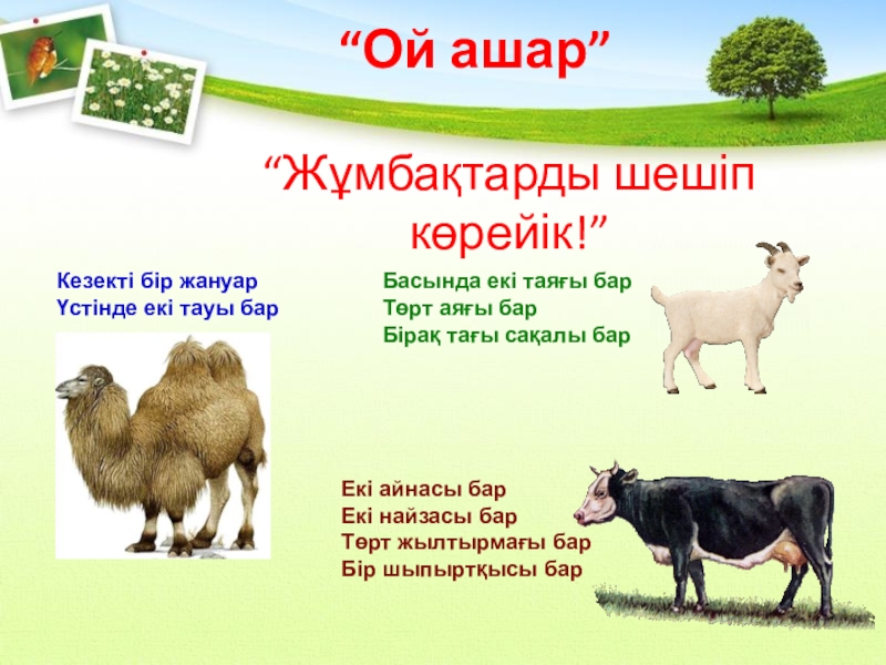 Үй жануарлары тех карта