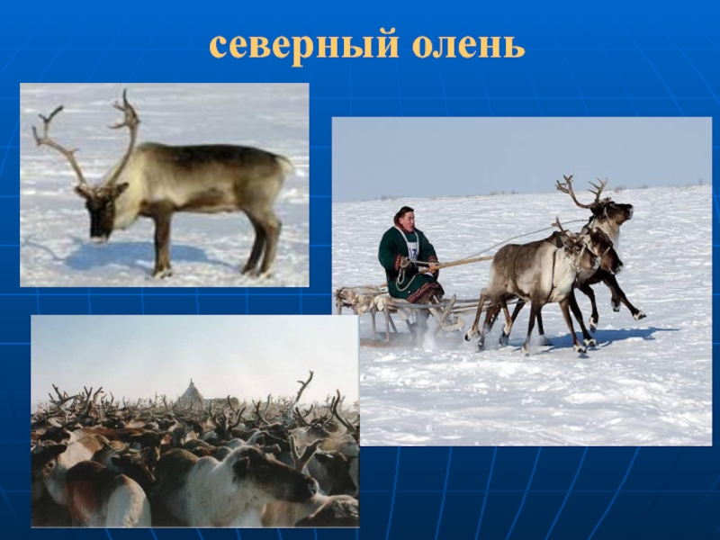 Северный олень природная зона. Природные зоны России Северный олень. Северный олень Типичный представитель этой природной зоны. Олень в какой природной зоне.