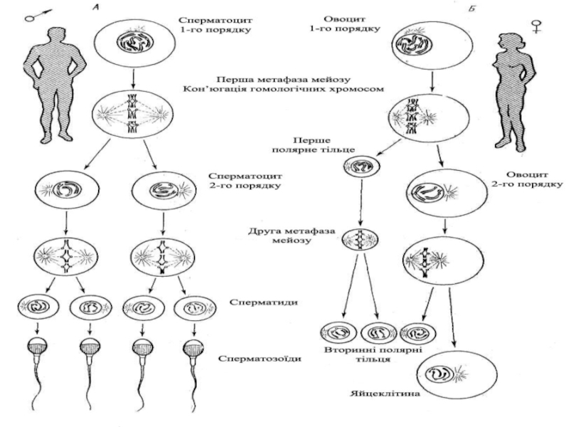 Презентация по биологии 8 класс размножение