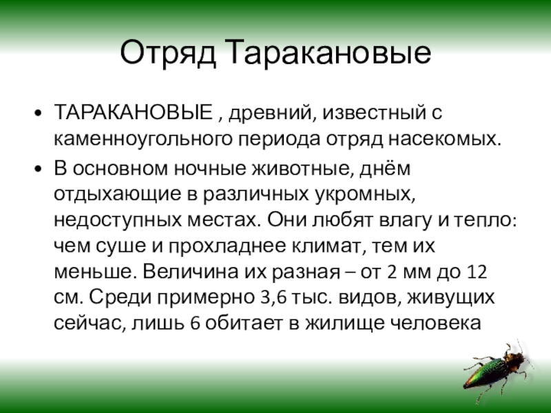 Отряды насекомых. Таракановые Прямокрылые уховертки поденки. Отряды насекомых Таракановые Прямокрылые уховертки поденки. Таракановые общая характеристика. Насекомые отряд Таракановые 7 класс.