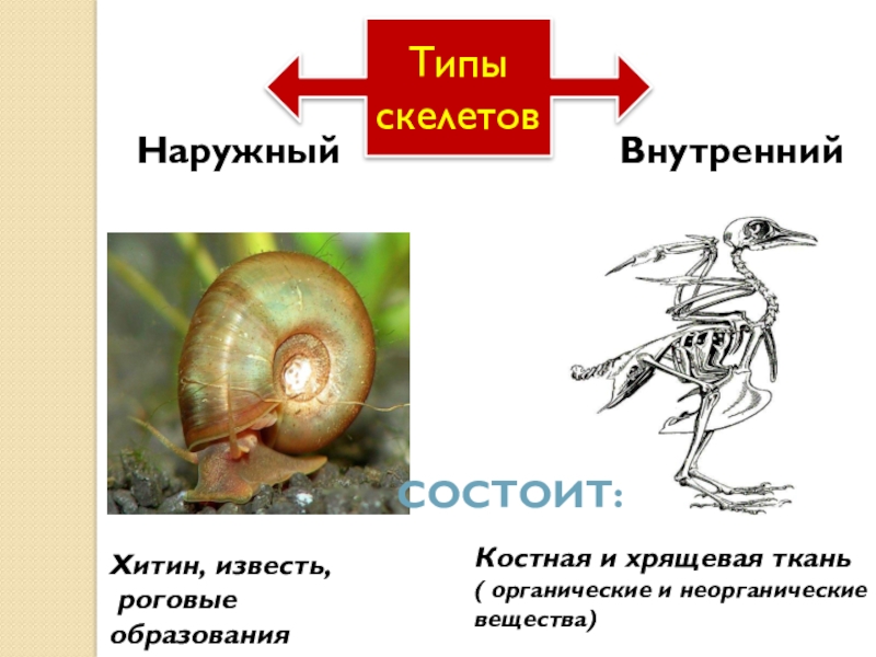 Типы скелетов. Наружный скелет из хитина. Хитин скелет. Наружный скелет имеют. Наружный скелет состоит из.