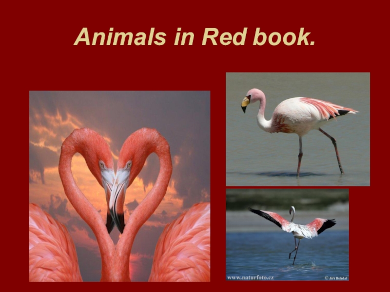 Escorts Red Book