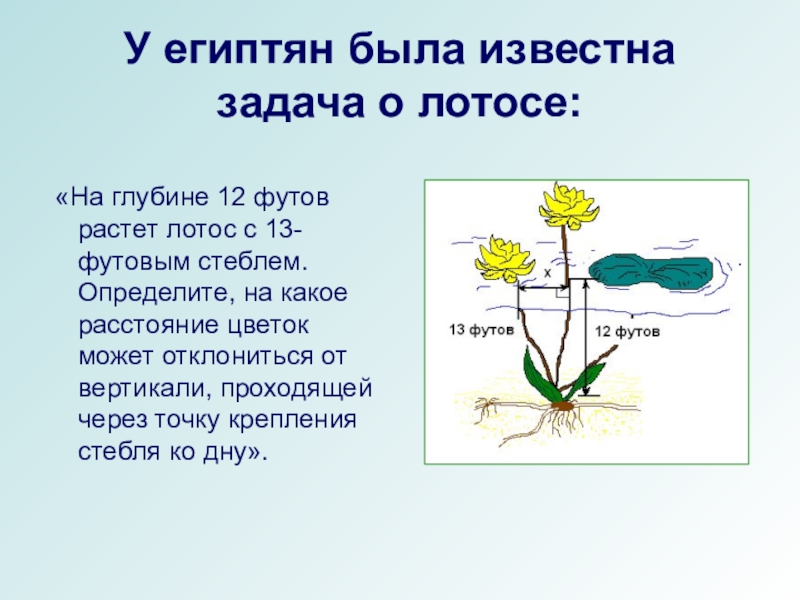 Дистанция цветок фото