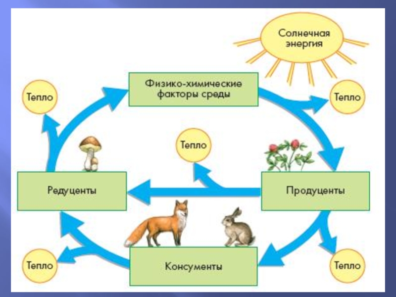 Круговорот животных в природе схема