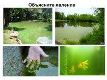 Презентация по биологии на тему Одноклеточные водоросли (5 класс)