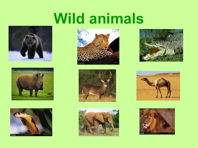 Wild animals