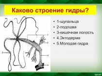 Презентация по биологии для 7 класса на тему: Тип Плоские черви.