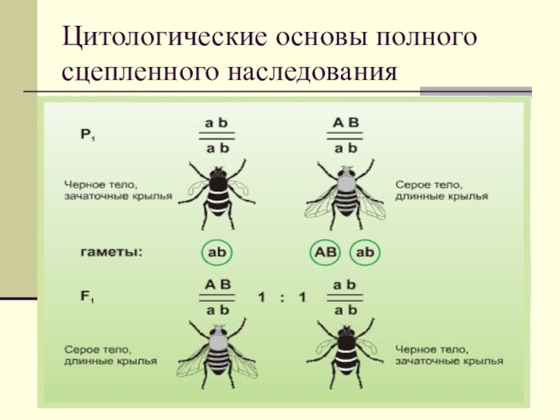 Схема сцепленного наследования