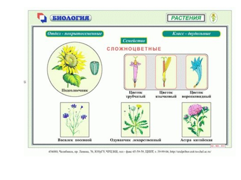Презентация биология 6 класс сложноцветные