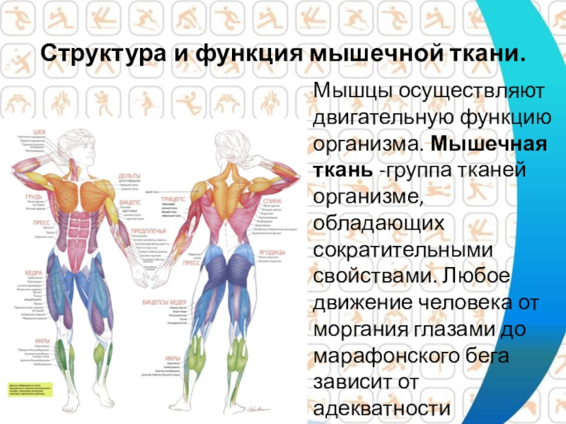Работа и функции мышц. Строение и функции мышц. Мышцы человека строение и функции. Двигательная функция мышц. Строение тела человека мышцы.