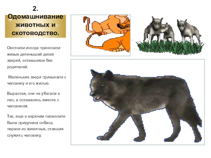 Одомашнивание диких животных презентация