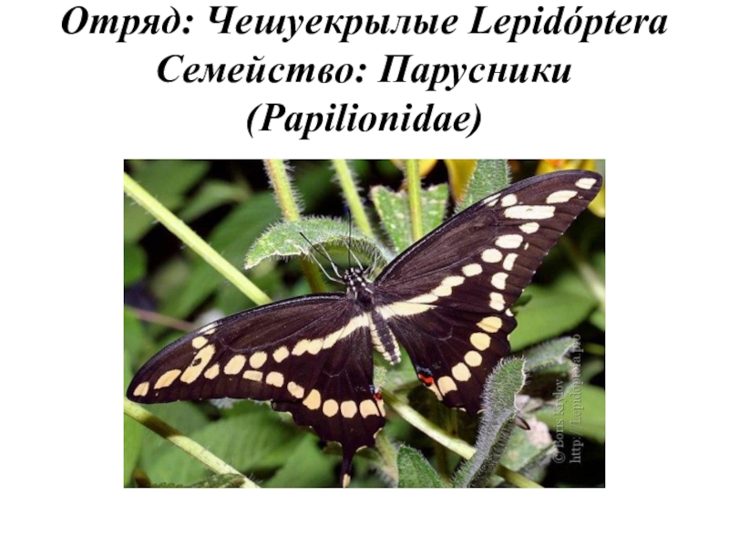 чешуекрылые виды и названия. отряд чешуекрылые представители и характеристика. классификация павлиноглазок. признаки чешуекрылых. капустная белянка отряд.