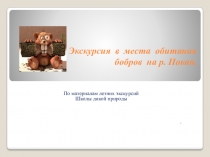 Презентация по биологии Экскурсия в места обитания бобров