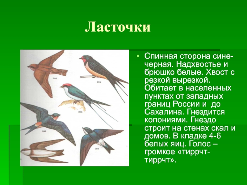 Ласточка какая птица перелетная. Перелетные птицы. Ласточка Перелетная птица. Информация о перелетных птицах. Перелетные птицы Чувашии.