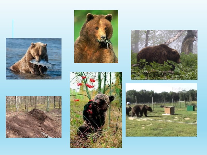 Камчатский бурый медведь описание картины 5 класс. Презентация на тему бурый медведь. Проект на тему бурый медведь. Проект бурый медведь 1 класс. Медведь хозяин тайги.