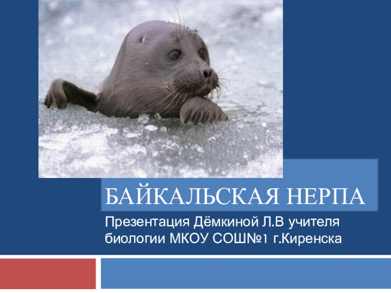 Презентация Презентация по байкаловедению Байкальская нерпа