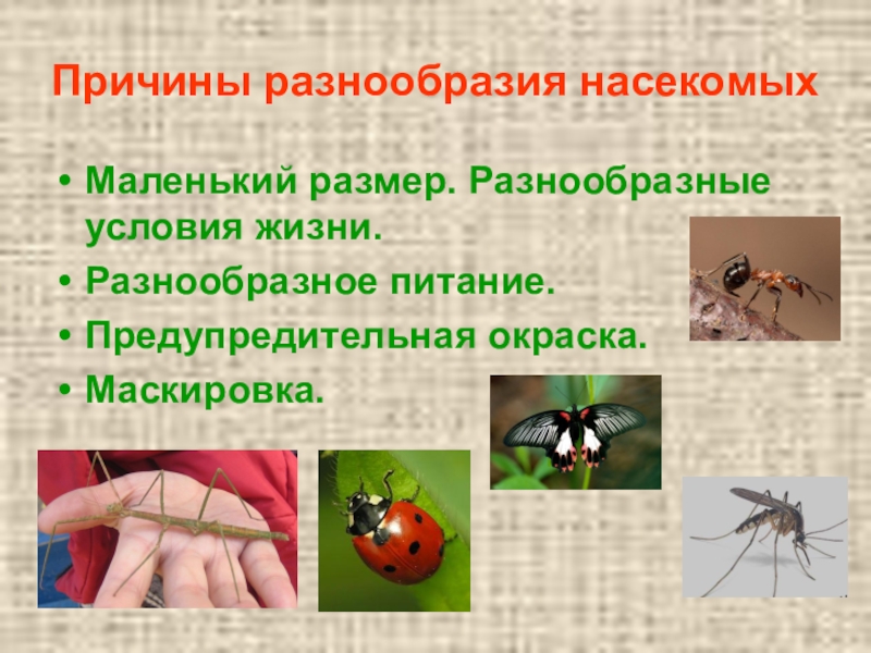 Каковы причины многообразия. Разнообразие насекомых. Видовое разнообразие насекомых. Многообразие насекомых презентация. Презентация по разнообразия насекомых.