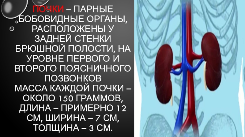 Почки парные органы бобовидной формы