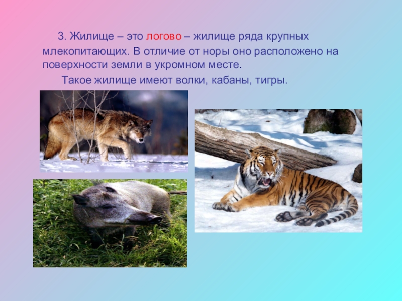 Жилища животных сообщение. Дикие и домашние животные. Жилища животных названия. Логово млекопитающих. Перечислите постройки животных.