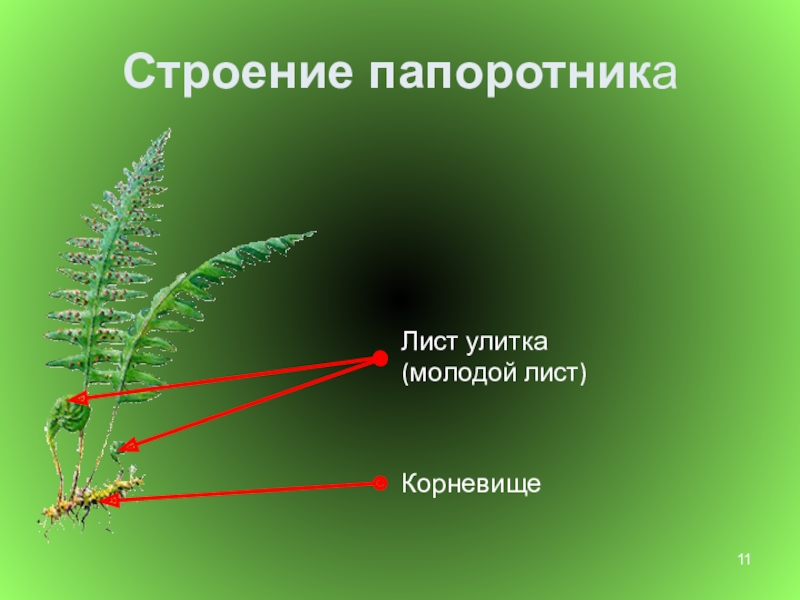 Папоротники биология. Папоротник Щитовник строение. Строение папоротника 6 класс биология. Папоротник Щитовник строе. Папоротник строение папоротника.