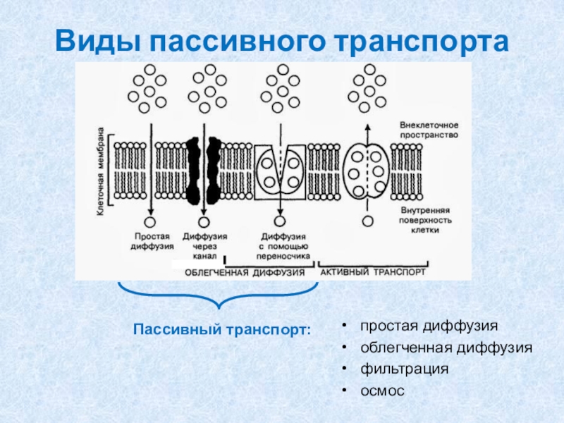 Пассивный транспорт это