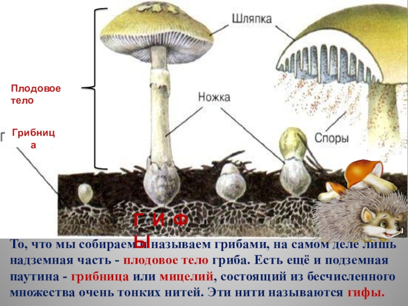 Плодовое тело гриба это