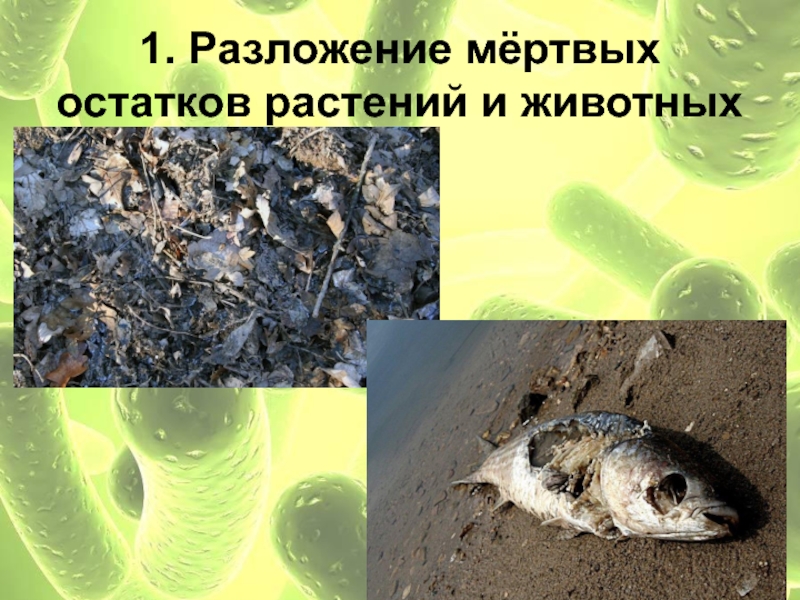 Роль бактерий разрушителей. Разложение растений и животных. Разложение растительных остатков.