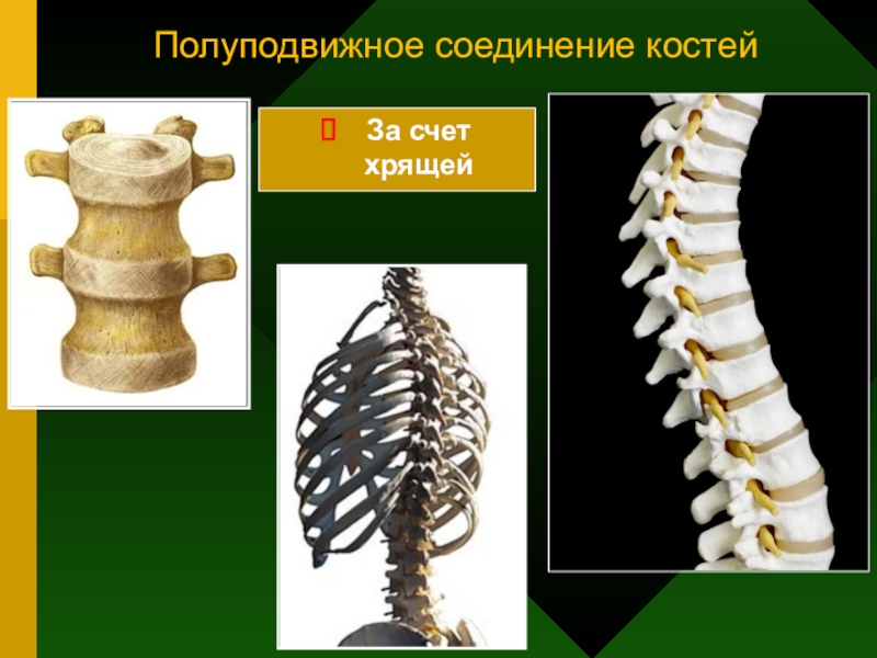 Какие кости полуподвижные. Полуподвижные соединения костей. Полуподвижное соединение кости. Полуподвижные кости соединения костей. Полупожвижное соединение Косте ц.