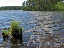 Презентация по биологии на тему Вода-источник жизни