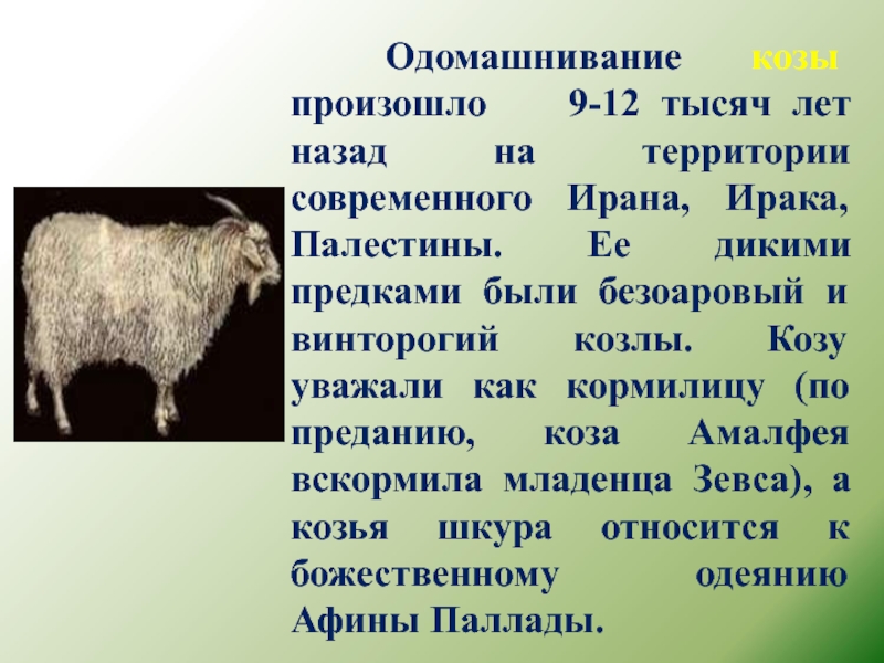 Одомашнивание козы произошло  9-12 тысяч лет назад на территории современного Ирана, Ирака, Палестины. Ее дикими
