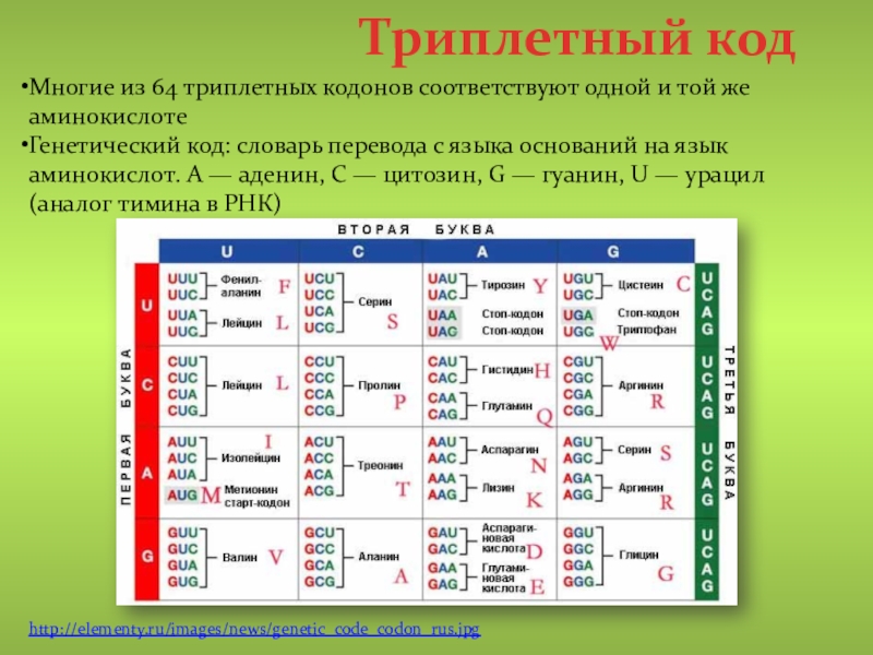 Сколько нуклеотидов в белке. Триплетный код. Триплетный кодон. Триплетность генетического кода. Таблица кодонов.