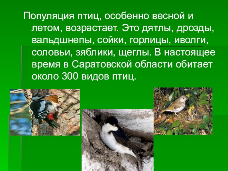 Птицы Саратовской Области Фото С Названиями