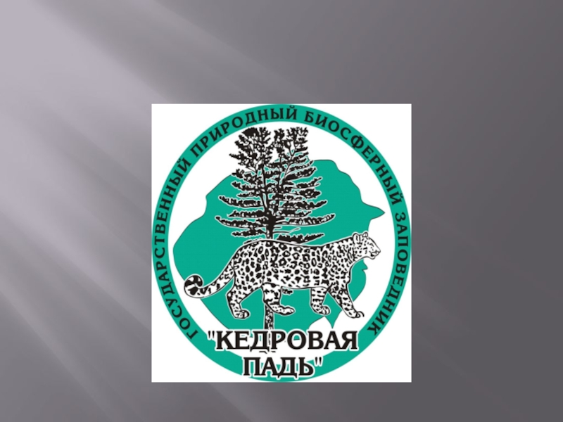 Проект кедровая падь