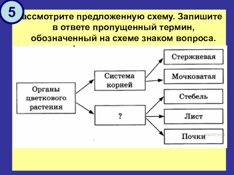 Рассмотрите предложенную схему споровые растения запишите в ответе пропущенный термин