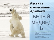Презентация по предмету Окружающий мир Животные Арктики. Белый медведь